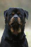 ROTTWEILER 412